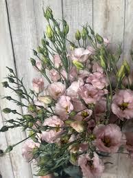 Image result for eustoma lisianthus in vase