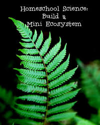 Homeschool Science Build A Mini Ecosystem Standard Deviants Accelerate Homeschool Online Resource Homeschool Science Online Homeschool Ecosystems