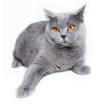British Shorthair Kittens For Sale | Buy Now | Homepage ...