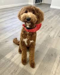 It's important that you narrow your search by the desired size of a goldendoodle … Goldendoodle Puppies For Sale Cutler Bay Fl 355391