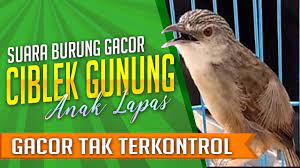 Ciblek Gunung Gacor Tak Terkontrol Anak Lapas Youtube Anak Burung Gunung