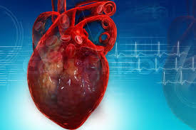 Heart pumping blood | Colourbox