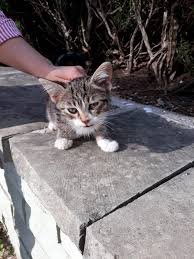 Sld Cats Of Istanbul