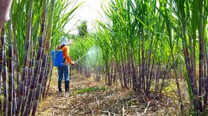 Namun, apakah pantangan ini berlaku untuk madu? Kebun Tebu Geng Kulai Jenis Jenis Tebu Yang Sesuai Untuk Perahan Air