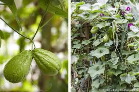 5 Legumes Exotiques Super Faciles A Cultiver Legume Exotique Jardin Fruitier Planter Des Legumes