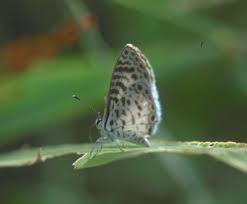 Image result for Dolichos brevidentatus