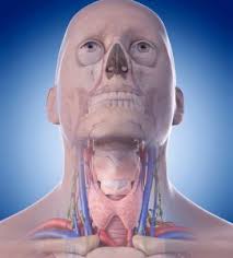 This means cancer starts in the squamous cells that line the throat. Different Types Of Throat Cancer Onco Com
