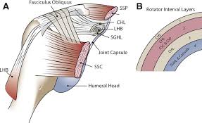 Cadaver shoulders were subsequently dissected to determine if the tendons had conjoint or separate insertions. Https Www Arthroscopyjournal Org Article S0749 8063 10 01046 7 Pdf