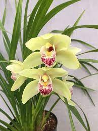 Cymbidium King Arthur Round Table Sweetheart X Nila Z 136 Cymbidium Green Orchid Orchidsbyhausermann Beautiful Orchids Botanical Orchids Cymbidium Orchids