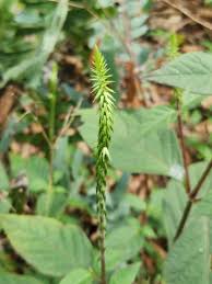 Image result for Achyranthes aspera