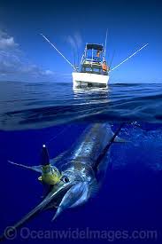 We did not find results for: Half Over Under Stock Photos Half Over Under Pictures Images Salt Water Fishing Sea Fishing Ocean Fishing