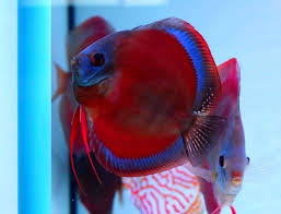 Maybe you would like to learn more about one of these? Pin By Dixon Cider On Beautiful Discus Discus Fish Tropical Fish Aquarium Rare Fish