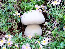 Tutoriel Champignon Beton Diy Concrete Mushroom Fantaisie De Jardin Champignons Farcis Deco Beton