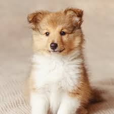 Browse thru thousands of australian shepherd dogs for adoption in new jersey, usa area , listed by dog rescue organizations and individuals, to find your match. Australian Shepherd Puppies For Sale