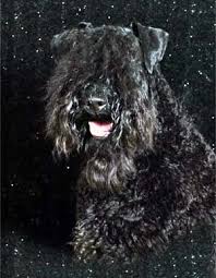 Kerry blue terriers are active, spirited, and intelligent. Kerry Blue Terrier
