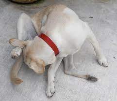 Why Is My Dog Licking His Butt Ask Ariel