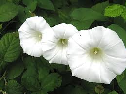J arthur bowers' bark chips, £4.99 for 60 litres, thegardencentregroup.co.uk. Hedge Bindweed Or Wild Morning Glory An Invasive Plant In Bc Owlcation