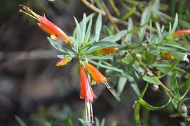 Image result for Landolphia glabra