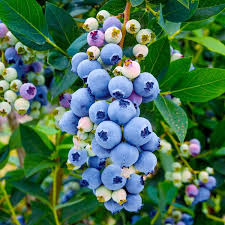 It's usually the first blueberry variety to ripen, giving you large berries as soon as early may. Misty Blueberry Bushes For Sale By Plantingtree Com