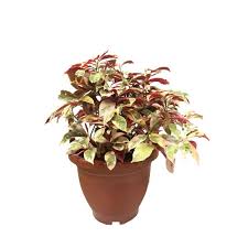 Image result for Excoecaria