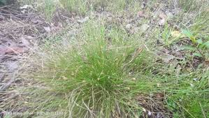 Image result for Eleocharis geniculata