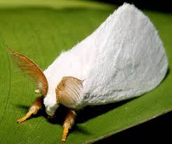 The original photograph is real. Venezuelan Poodle Moth