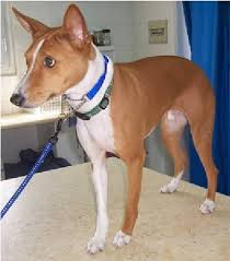 Download and use 3,000+ dog stock videos for free. Male Basenji Dog Affected With Pha Download Scientific Diagram