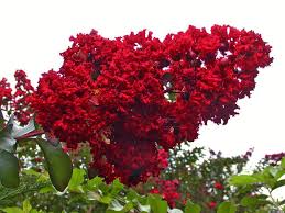 Crape Myrtle Dynamite Leaf Blossoms Omg Cried When I Saw These The First Time Myrtle Tree Flowering Trees Crape Myrtle
