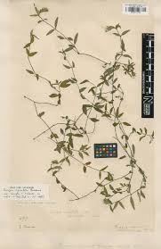 Image result for Blepharis stuhlmannii