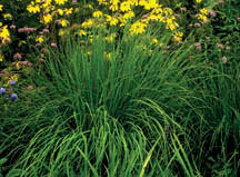 Plants grow 4 to 5 feet tall. Ornamental Grasses 7 232 Extension