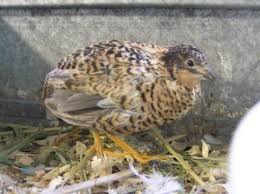 Pics Of All The Diffrent Button Quail Colours Please