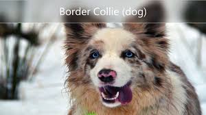 border collie dog canis lupus