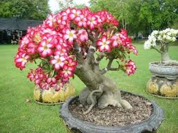 Bonsai Plumeria Desert Rose Plant Adenium Plumeria Tree