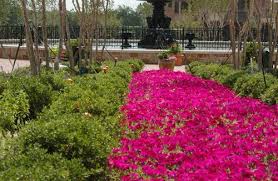 Maybe you would like to learn more about one of these? Everybody Loves Petunias Tucker Hill New Homes Mckinney Tx Tucker Hill