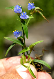 Image result for Cyanotis sp. aff. C. lapidosa