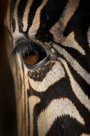 Pin By Lienke Kooiman On Animals Photos Fyi S Etc Animals Zebras Animals Wild