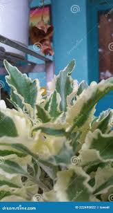 Image result for Kalanchoe glaucescens