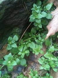 Foraging In Freezing Weather Food Under Foot Wild Food Foraging Edible Wild Plants Wild Foraging