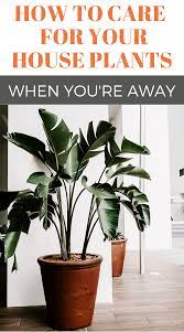 How To Care For Your Houseplants While You Are Away Indoor Garden Tips Indoor Gardens Indoor Garden Plants