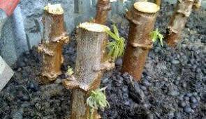 Dec 06, 2013 · metode vegetatif adalah suatu cara pengelolaan lahan miring dengan menggunakan tanaman sebagai sarana konservasi tanah (seloliman, 1997). 9 Cara Menanam Stek Ubi Kayu Agar Panen Melimpah Ilmubudidaya Com