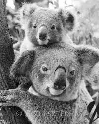 Koala Baby And Mom Photo Black And White Mom And Baby Animal Baby Boy Baby Girl Safari Nursery Decor Wildlife Photography Kids Room Baby Koala Baby Animals Koala Baby
