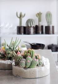 pin op cactussen en vetplanten