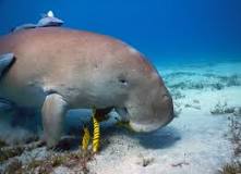 Image result for who marsa alam padi course name