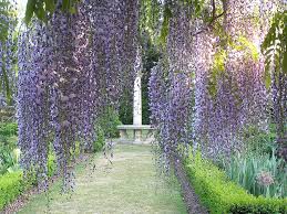 Albero con fiori viola a grappolo per quanto riguarda fioriture in citta'. Magazine Flash Fiore Viola A Grappolo Come Si Chiama Diamo Un Nome A Fiori E Piante Fiori E Foglie Vedi Altri Colori Disponibili Qui