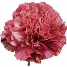 Epingle Sur Wedding Flowers Individual Varieties