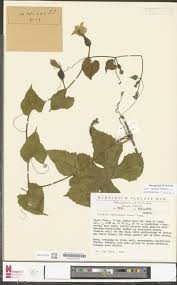 Image result for Antopetitia abyssinica