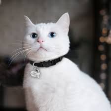 Alibaba.com offers 3,161 breakaway cat collar products. Quick Release Cat Collar Personalized Cats Kitten Breakaway Safety Collar With Engraved Fish Id Tag Name Necklace With Bell Boutique Dog Cat