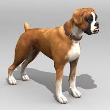 Boxer puppies require a protein content of a minimum 22% (but not more than 26%). Boxer Puppy 3d Model