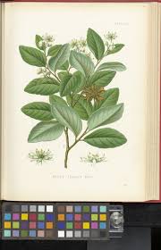 Image result for Quillaja saponaria