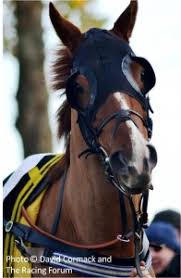 Image result for meams horse